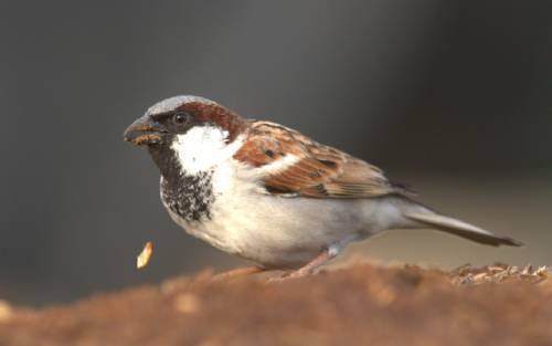 House Sparrow